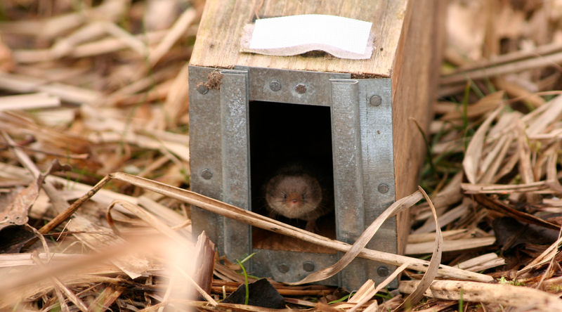 Common shrew (Sorex araneus) in one of the traps. Credit: Javier Lázaro
